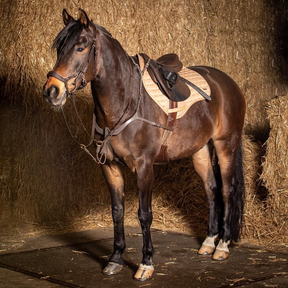 product/h/a/harry-s-horse_28300071-03_3_2.jpg
