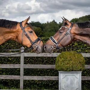Bridles