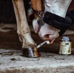 Hoof care