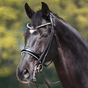 0193071250245-anatomical-riding-bridle-kavalkade-fleur-braun-lack-braun