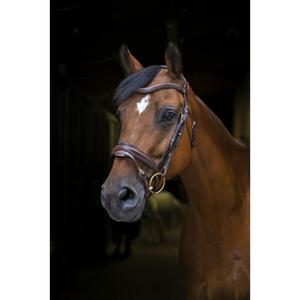307702218-bridles-for-thoroughbred-horses-eric-thomas-pro-design-havana-thoroughbred
