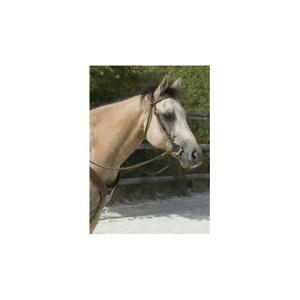 802062318-bridles-for-horses-westride-franck-perret-colorado-chocolate-horse