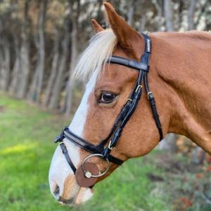 cacb09b-snaffle-bridles-with-removable-noseband-cavaletti-goldy-black-cob