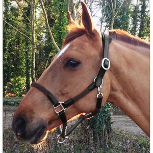 cal03bb-leather-halter-and-rope-for-horse-cavaletti-tara-black-full