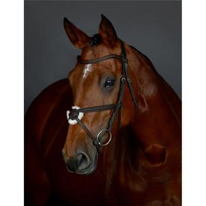 1025195001-padded-quiscale-equestrian-bridle-collegiate-comfitec-opulux-black