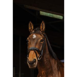 301897302-anatomical-riding-bridle-norton-pro-dark-black-horse