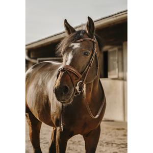 301907218-riding-bridle-eric-thomas-visby-havana