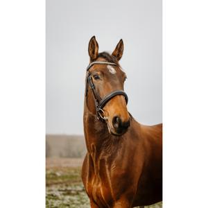301914202-riding-bridle-norton-club-diva-black