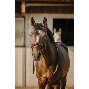 301906102-anatomical-riding-bridle-eric-thomas-work-black