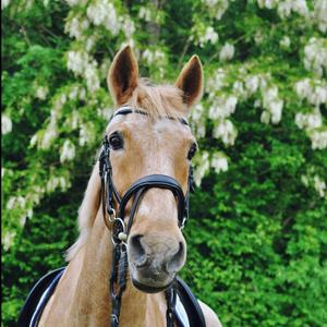 fr-thei-no-frontal-for-horse-hekktor-theia-black
