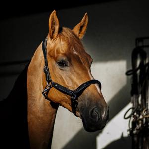 li-an-no-halter-for-horse-hekktor-anubis-black