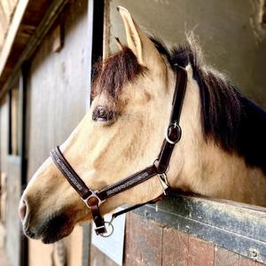 li-ho-ma-halter-for-horse-hekktor-horus-malt