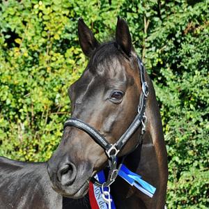 li-ho-no-halter-for-horse-hekktor-horus-black