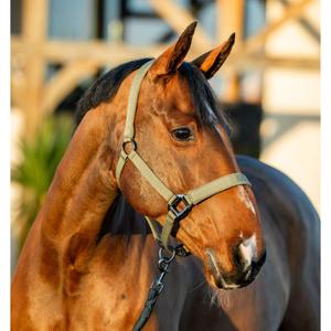 dhrx01-ggg0-co-halter-and-lead-rope-set-for-horse-horseware-amigo-bramble