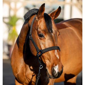 dhrx01-k000-co-halter-and-lead-rope-set-for-horse-horseware-amigo-black
