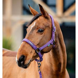 dhrx01-pp00-co-halter-and-lead-rope-set-for-horse-horseware-amigo-winterberry