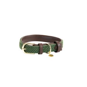 42517-74-dog-collar-made-of-nylon-kentucky-green