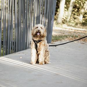 42640-01-active-dog-harness-kentucky-velvet-black