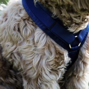 product/k/e/kentucky_42640-03-m_bleu-marine_2.jpg