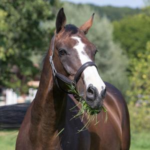 557-5198-leather-halter-for-horses-kieffer-ultrasoftr-brown
