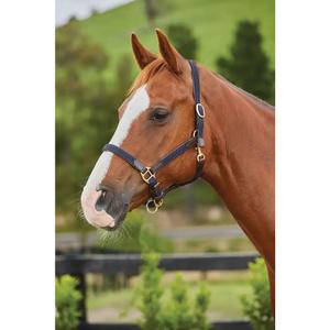 1003613007-braided-leather-horse-halter-kincade-kincade-navy