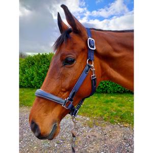 lwhnbf-leather-halter-for-horses-km-elite-luxury-version-navy-black