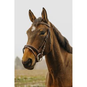301910018-riding-bridle-norton-club-strass-v-havana