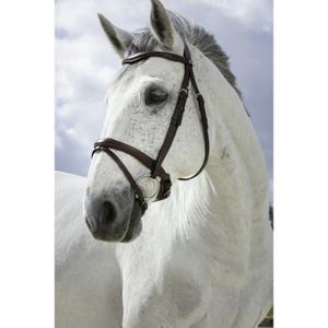 301829218-combination-bridles-norton-pro-havana