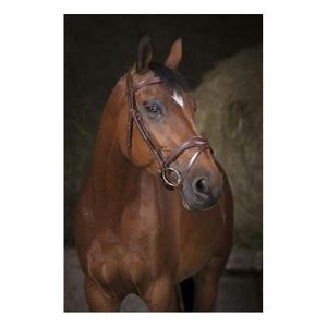 301832218-bridles-norton-pro-vague-havana