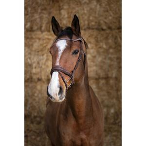 301872-bridles-norton-pro-miss-havana