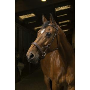 301889218-riding-bridles-norton-pro-confort-havana-thoroughbred