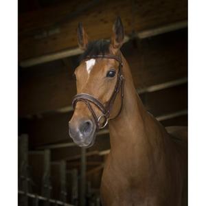 301892218-bridons-equitation-norton-pro-rock-havane