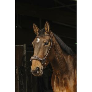 301899218-bridles-norton-pro-hackamore-havana-thoroughbred