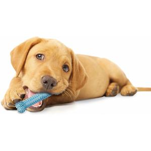 983239eu-dog-toy-nylabone-puppy-teething-dental-chew-blue-chicken-xs-blue-xs
