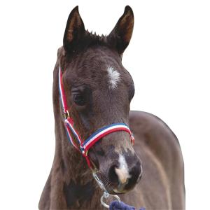 463460-halter-for-foal-roma-foal-red-white-blue-foal