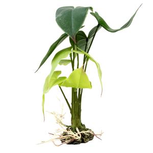 242-480786-terrarium-accessories-terra-della-monstera-green