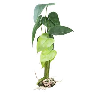 242-480823-aquarium-decoration-alocasia-terra-della-green