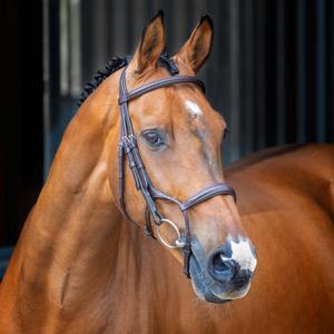 5093-havana-padded-rolled-noseband-for-riding-bridle-velociti-lusso-havana